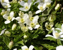 Clematis montana 'Grandiflora' - XL