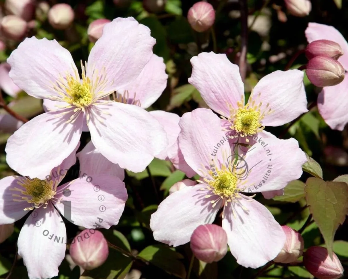 Clematis montana 'Rubens' - XL