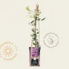 Clematis patens 'Comtesse de Bouchaud'