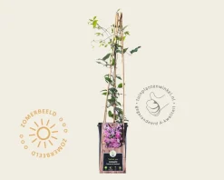 Clematis patens 'Comtesse de Bouchaud'