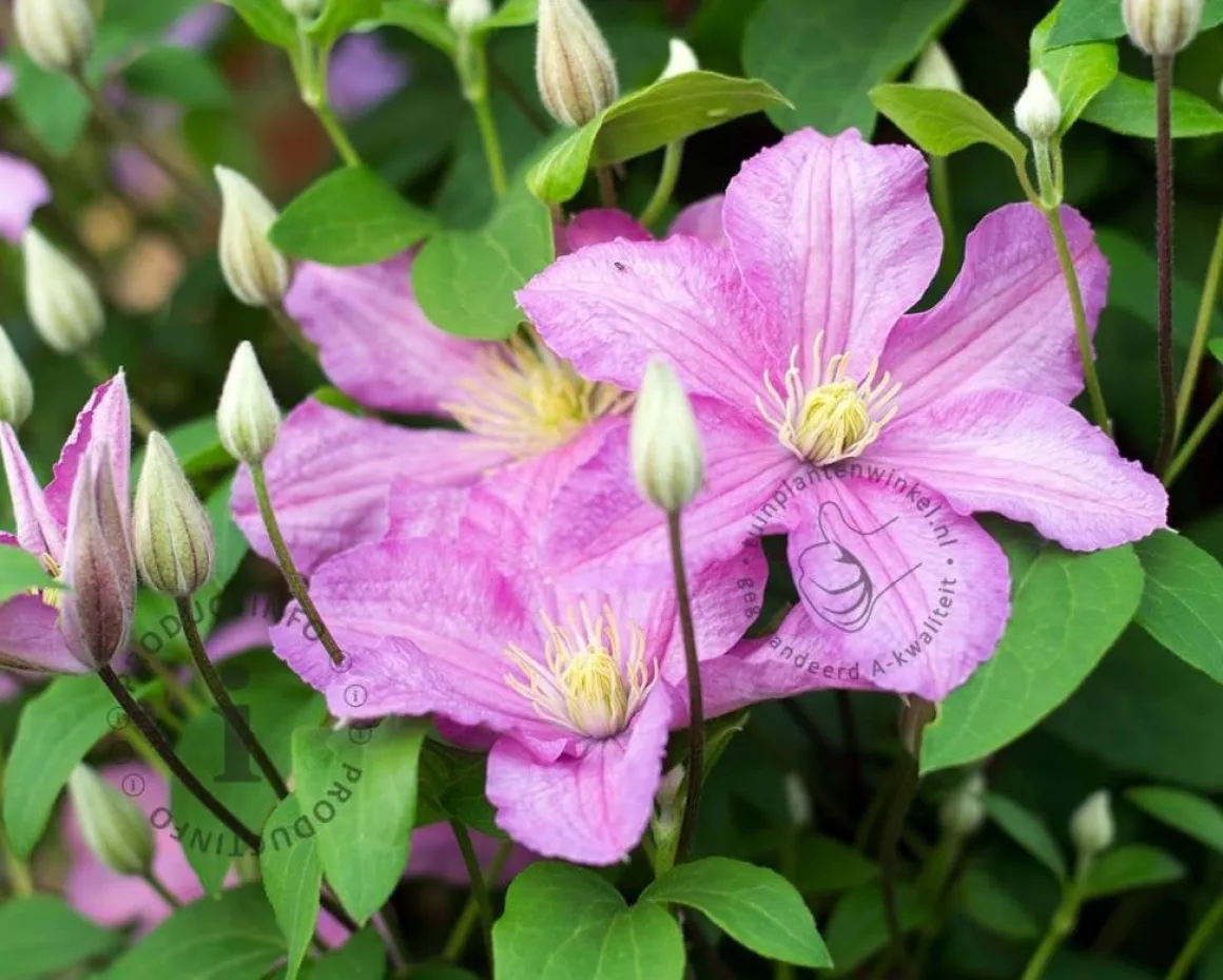 Clematis patens 'Comtesse de Bouchaud'