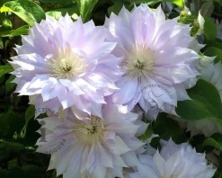 Clematis patens 'Duchess of Edinburgh'
