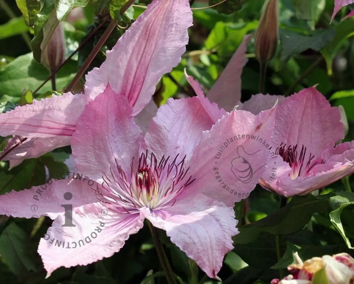 Clematis patens 'Hagley Hybrid'