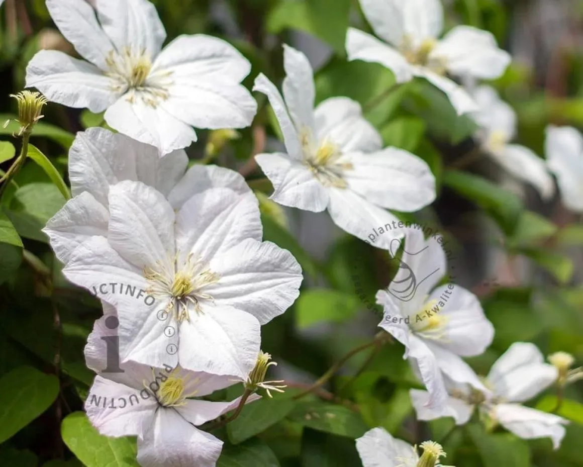 Clematis patens 'Madame le Coultre'