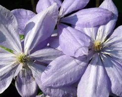 Clematis patens 'Mrs Cholmondeley'