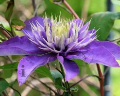 Clematis patens 'Multi Blue'