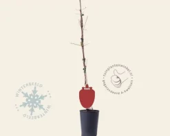 Clematis patens 'Multi Blue'