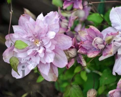 Clematis patens 'Multi Pink'