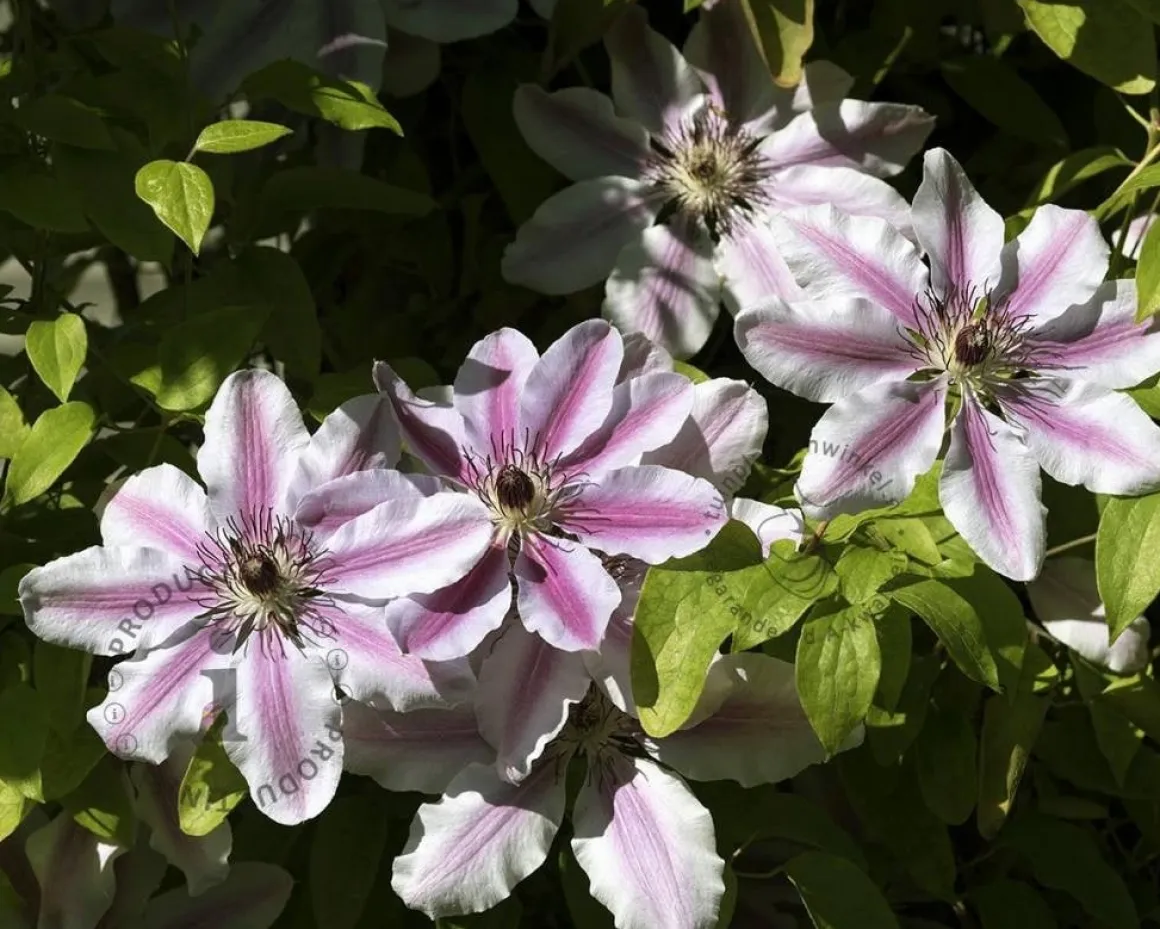 Clematis patens 'Nelly Moser'