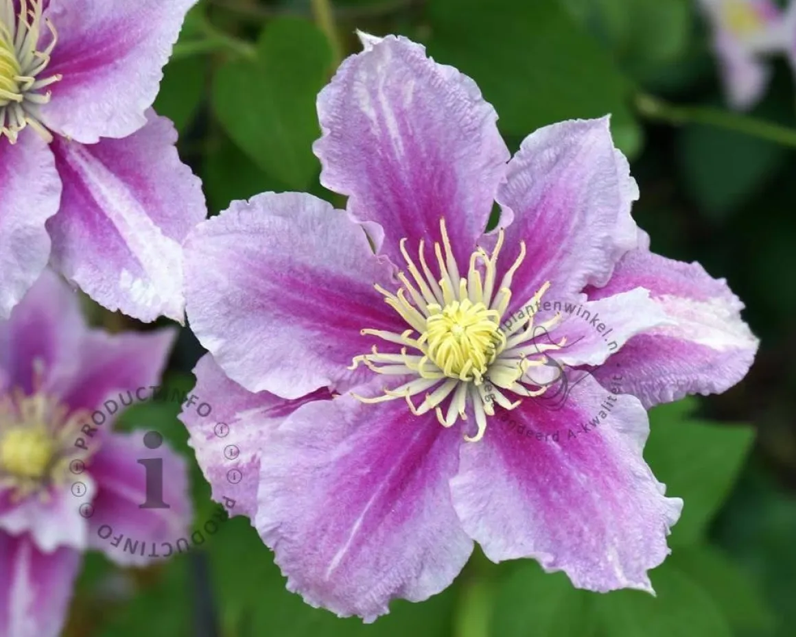 Clematis patens 'Piilu'