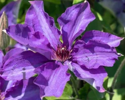 Clematis patens 'The President'