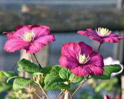 Clematis patens 'Ville de Lyon'