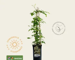 Clematis vitalba