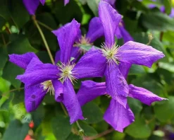 Clematis viticella