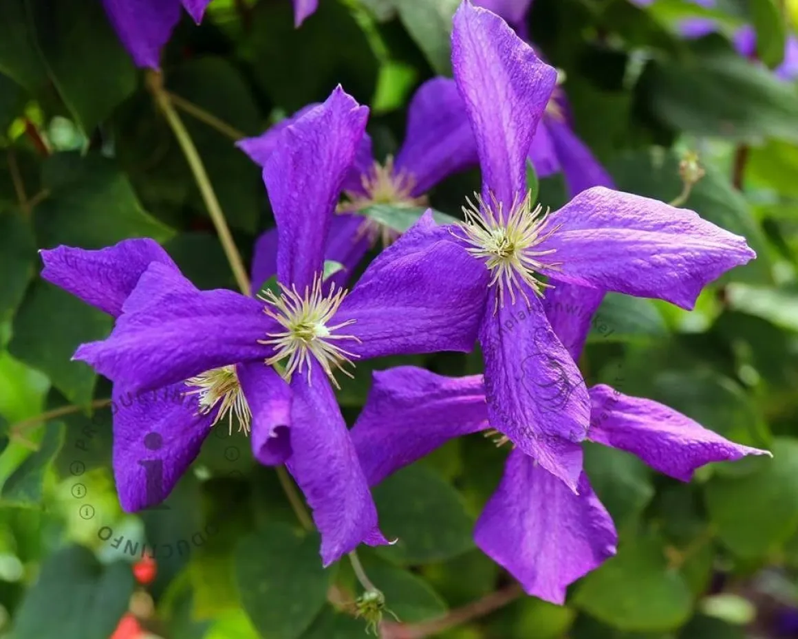 Clematis viticella