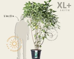 Clerodendrum trichotomum - XL+