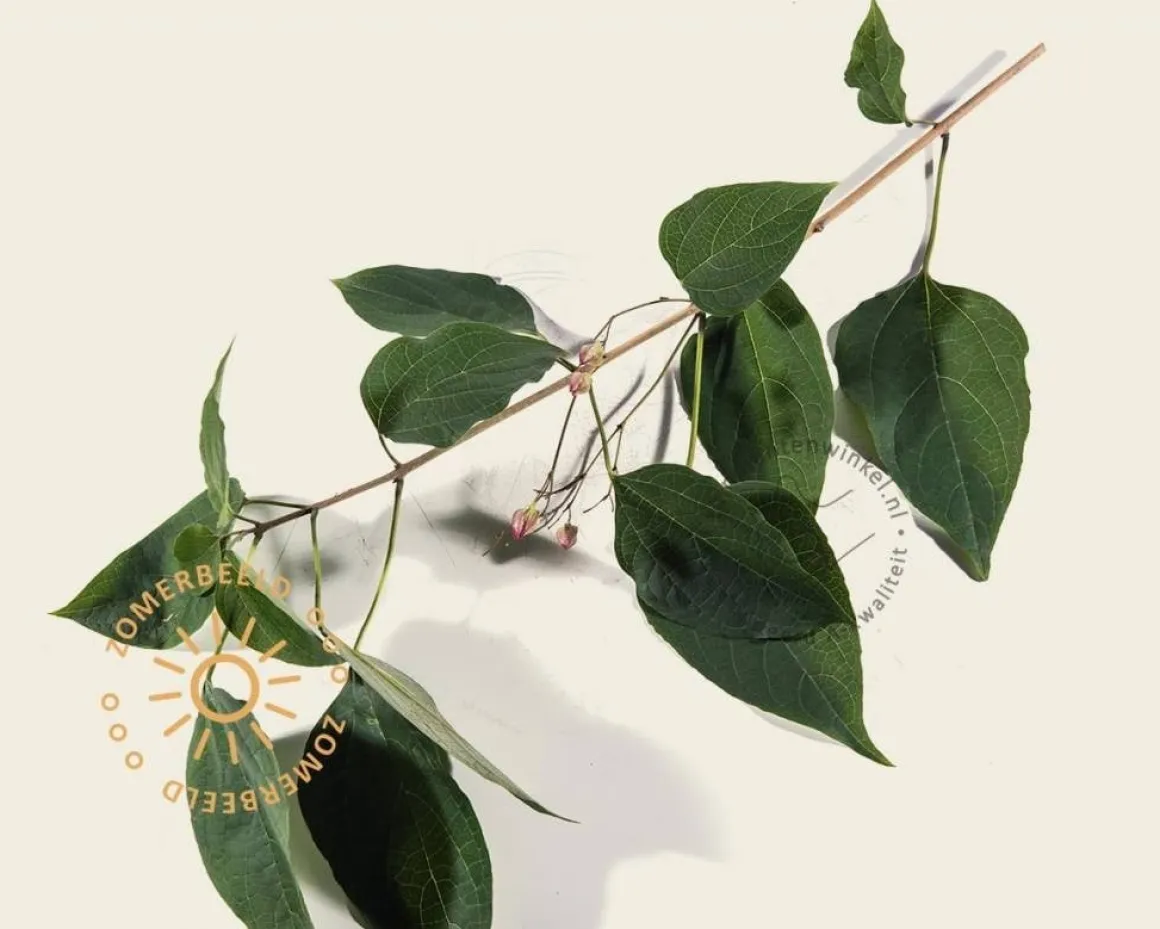 Clerodendrum trichotomum - XL+
