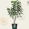 Clerodendrum trichotomum - XL