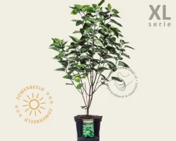 Clerodendrum trichotomum - XL