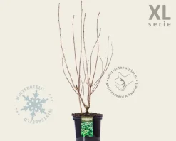 Clerodendrum trichotomum - XL