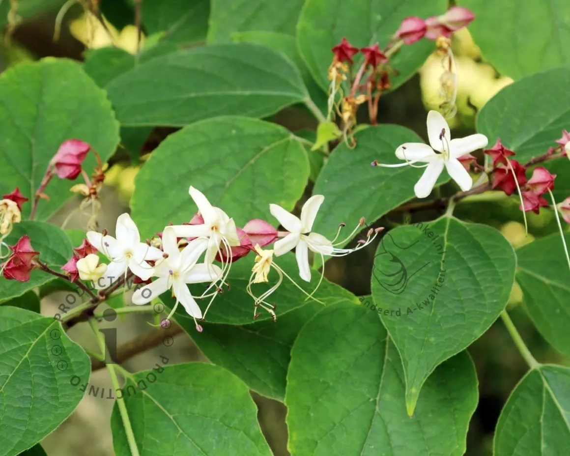 Clerodendrum trichotomum - XL