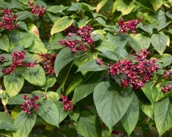 Clerodendrum trichotomum - XL