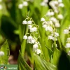 Convallaria majalis