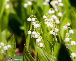 Convallaria majalis