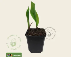 Convallaria majalis