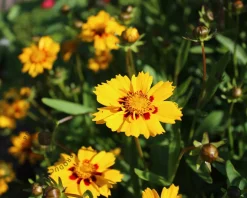 Coreopsis grandiflora 'Sonnenkind'