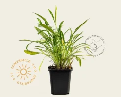 Coreopsis grandiflora 'Sonnenkind'