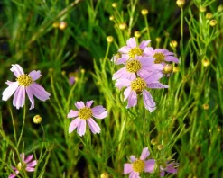 Coreopsis rosea 'American Dream'