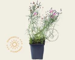 Coreopsis rosea 'American Dream'