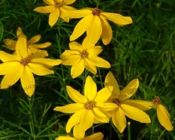 Coreopsis verticillata