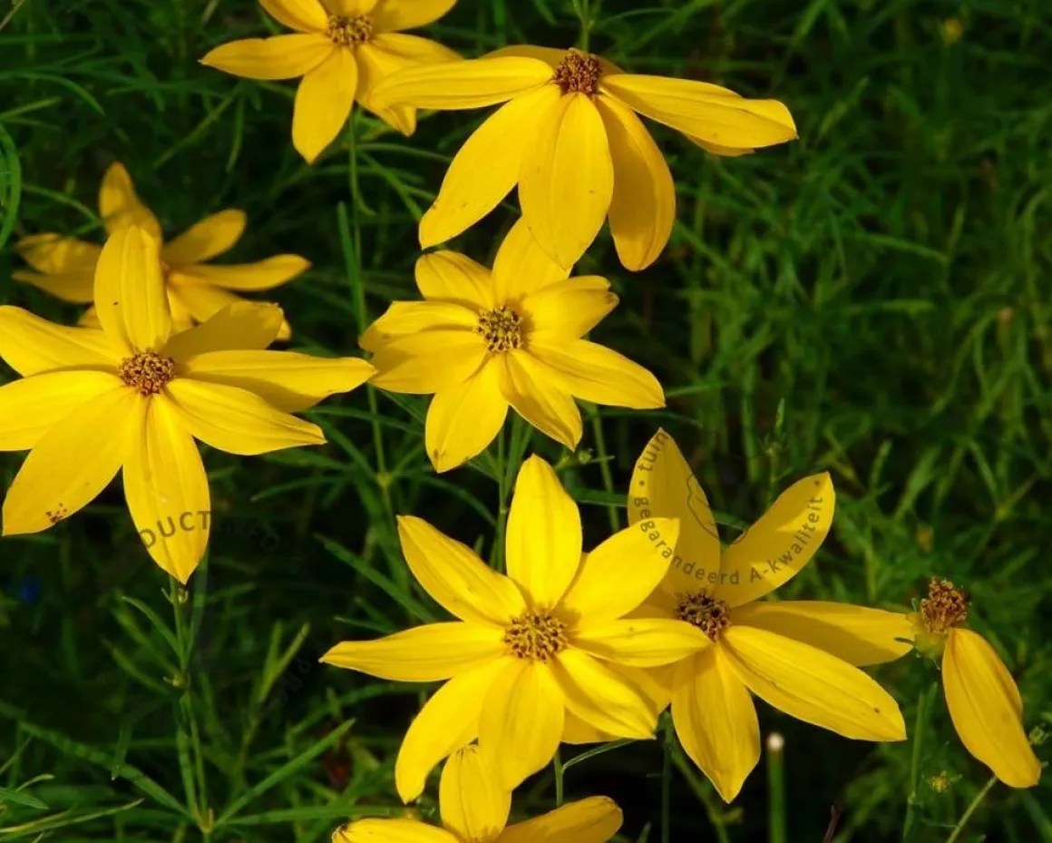 Coreopsis verticillata