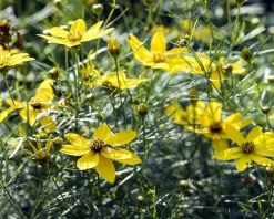 Coreopsis verticillata