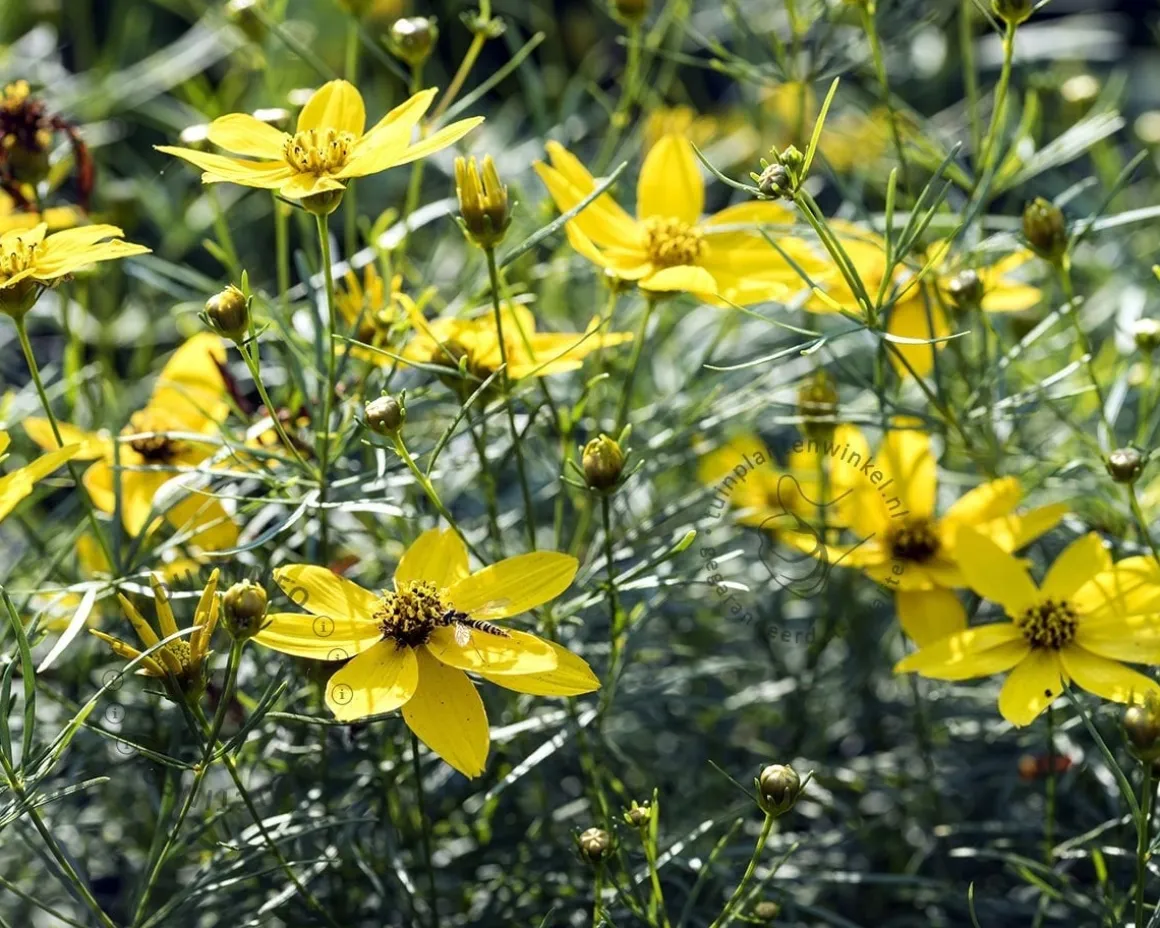 Coreopsis verticillata