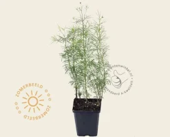 Coreopsis verticillata