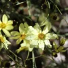 Coreopsis verticillata 'Moonbeam'