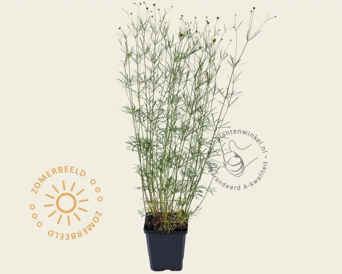 Coreopsis verticillata 'Moonbeam'