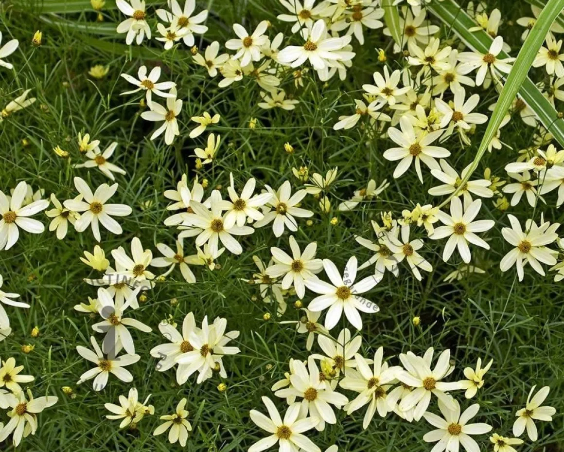 Coreopsis verticillata 'Moonbeam'