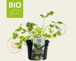 Coriandrum sativum PUUR