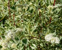 Cornus alba 'Elegantissima'