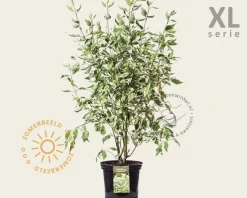 Cornus alba 'Elegantissima' - XL