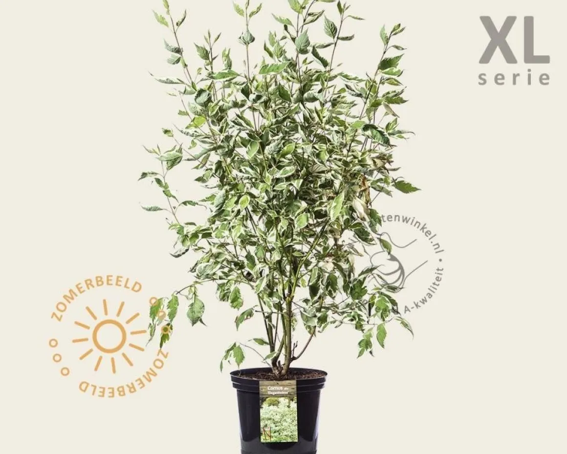Cornus alba 'Elegantissima' - XL