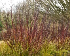 Cornus alba 'Kesselringii'