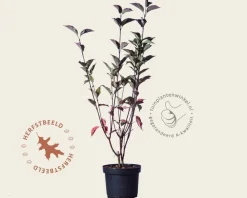 Cornus alba 'Kesselringii'