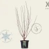 Cornus alba 'Kesselringii' - XL