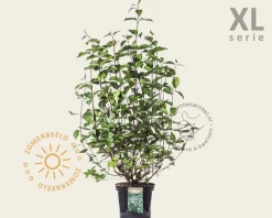 Cornus alba 'Kesselringii' - XL