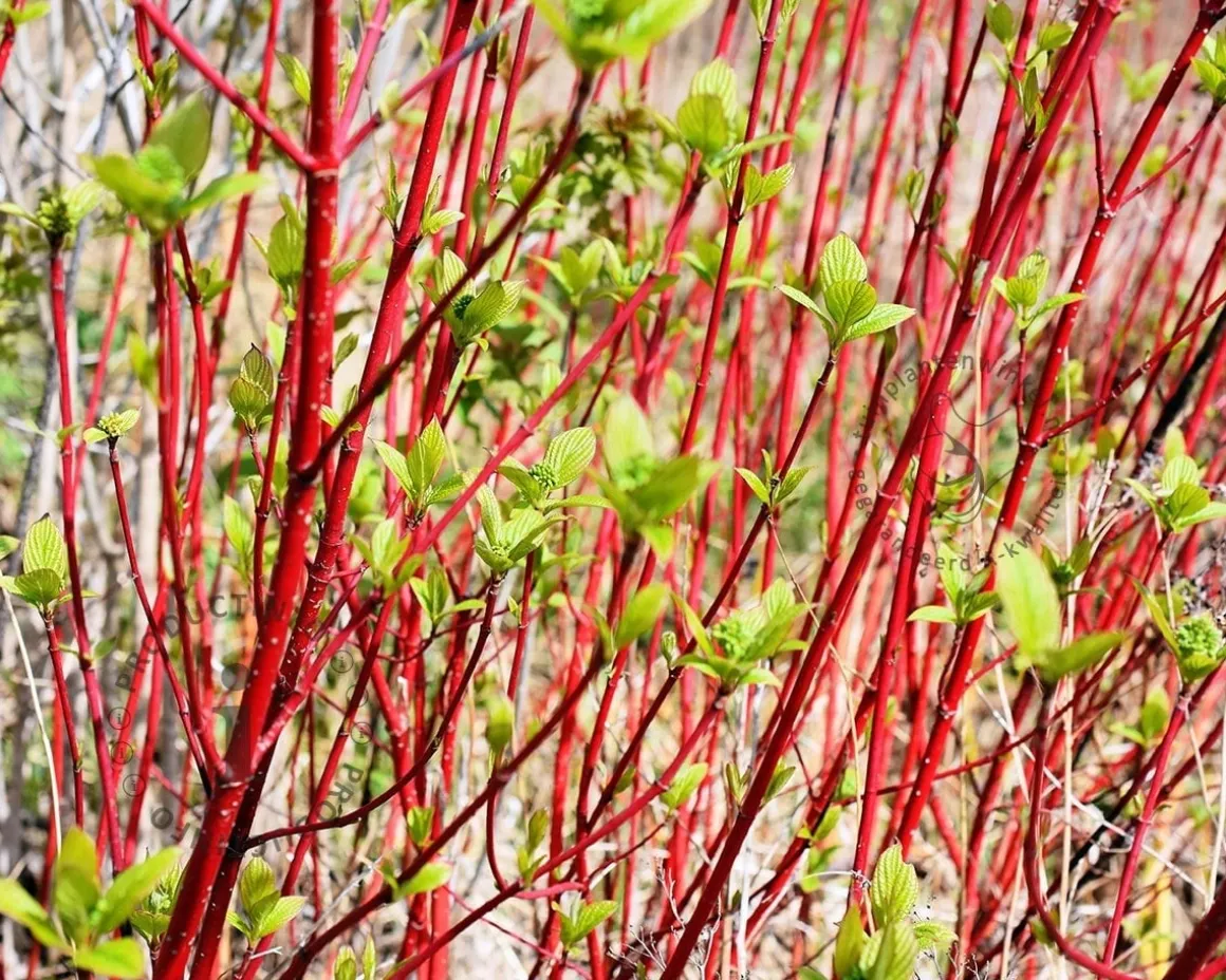 Cornus alba 'Siberica' - blote wortel